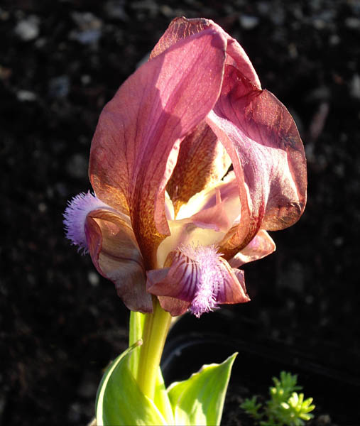 Iris suaveolens photo